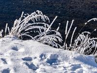 Lange Grashalme mit Raureif am Prienufer